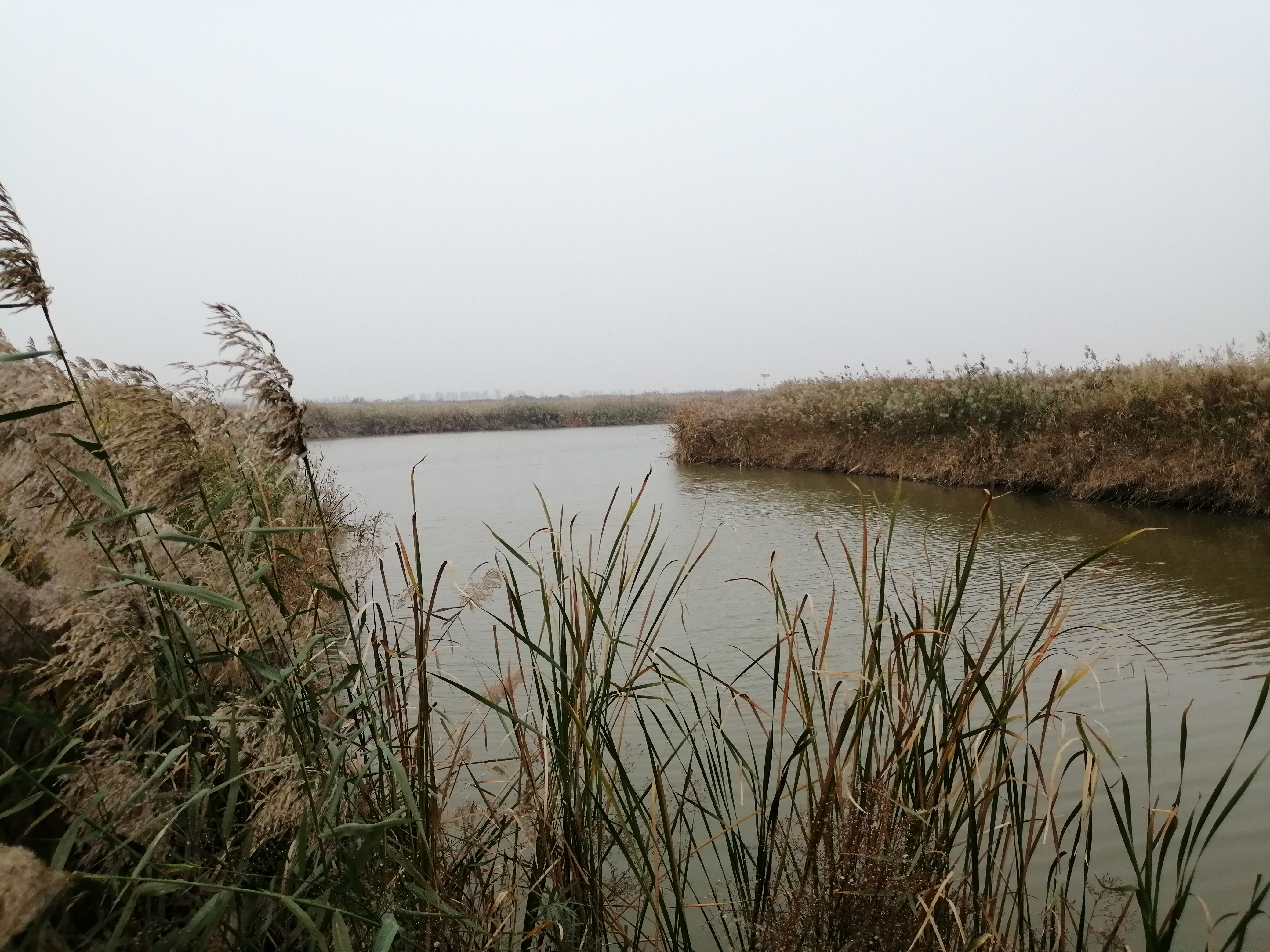 【寻"禽"记】孟津黄河湿地自然保护区:1.5万公顷湿地