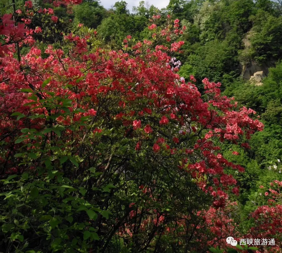 西峡银树沟的杜鹃花海因其种类多,面积大,花期长,被誉为中原最大的