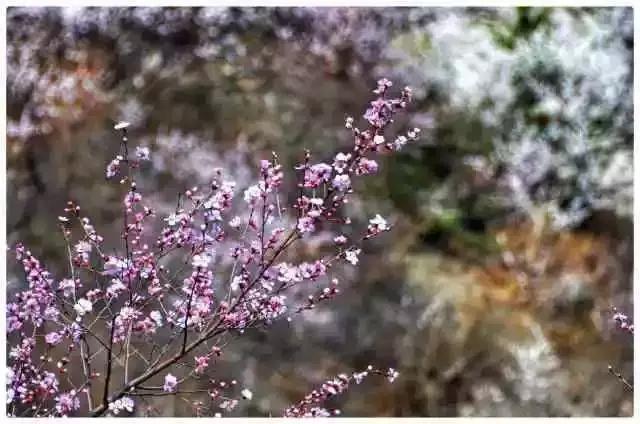 又到一年桃花季，梦中桃源太行寻！