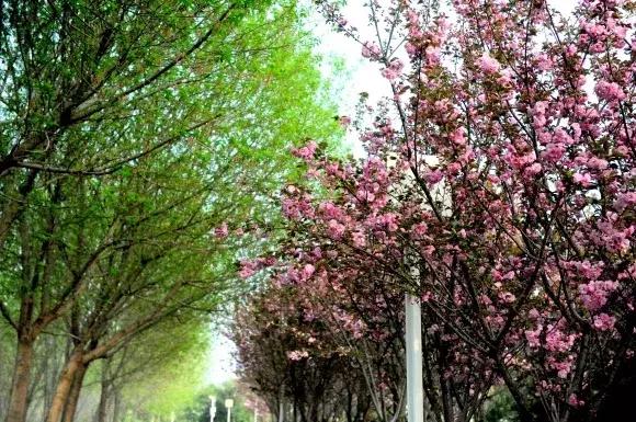 绿博园：2019春季问花节3月30日开幕