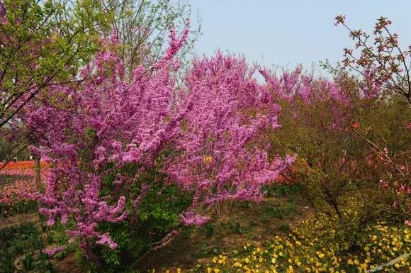 绿博园：2019春季问花节3月30日开幕