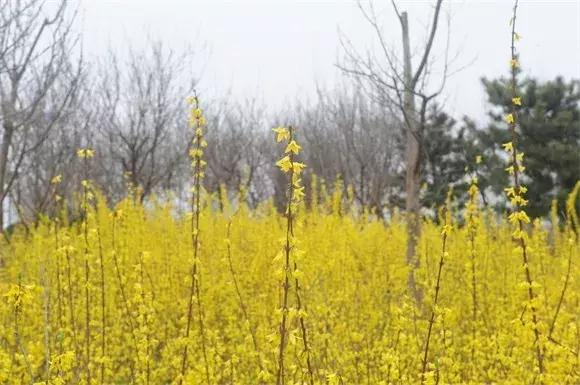 绿博园：2019春季问花节3月30日开幕