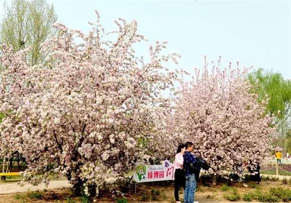 绿博园问花节本周六盛大开幕