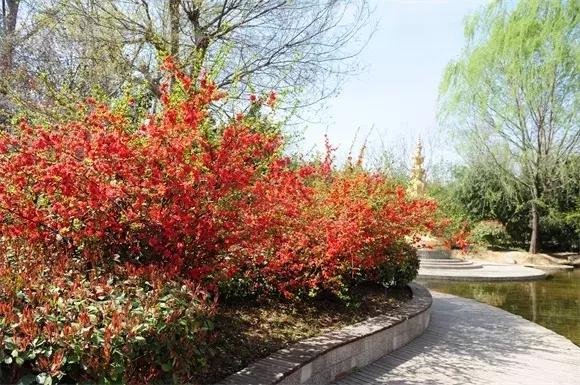 绿博园问花节本周六盛大开幕