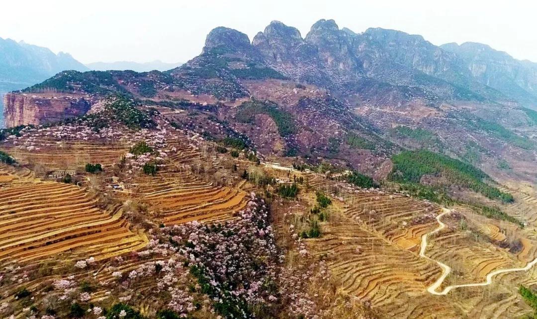 @所有人，豫北最大的野生山桃花基地进入最佳赏花期！