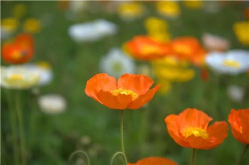 郑州绿博园问花节开幕 五大花展缤纷绽放