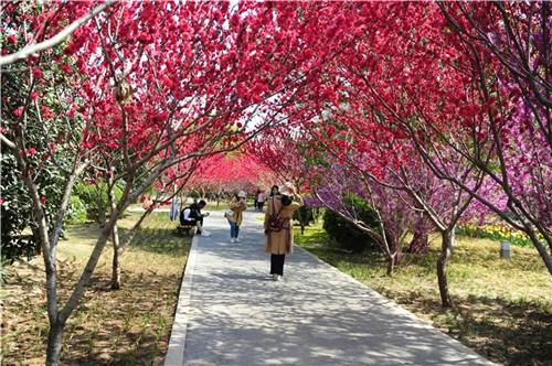 郑州绿博园问花节开幕 五大花展缤纷绽放