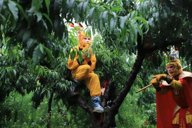 “孙悟空”“猪八戒”齐聚栾川，千斤蟠桃免费送游客!