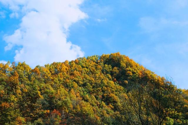 老君山追梦谷的秋，“色”给你看！