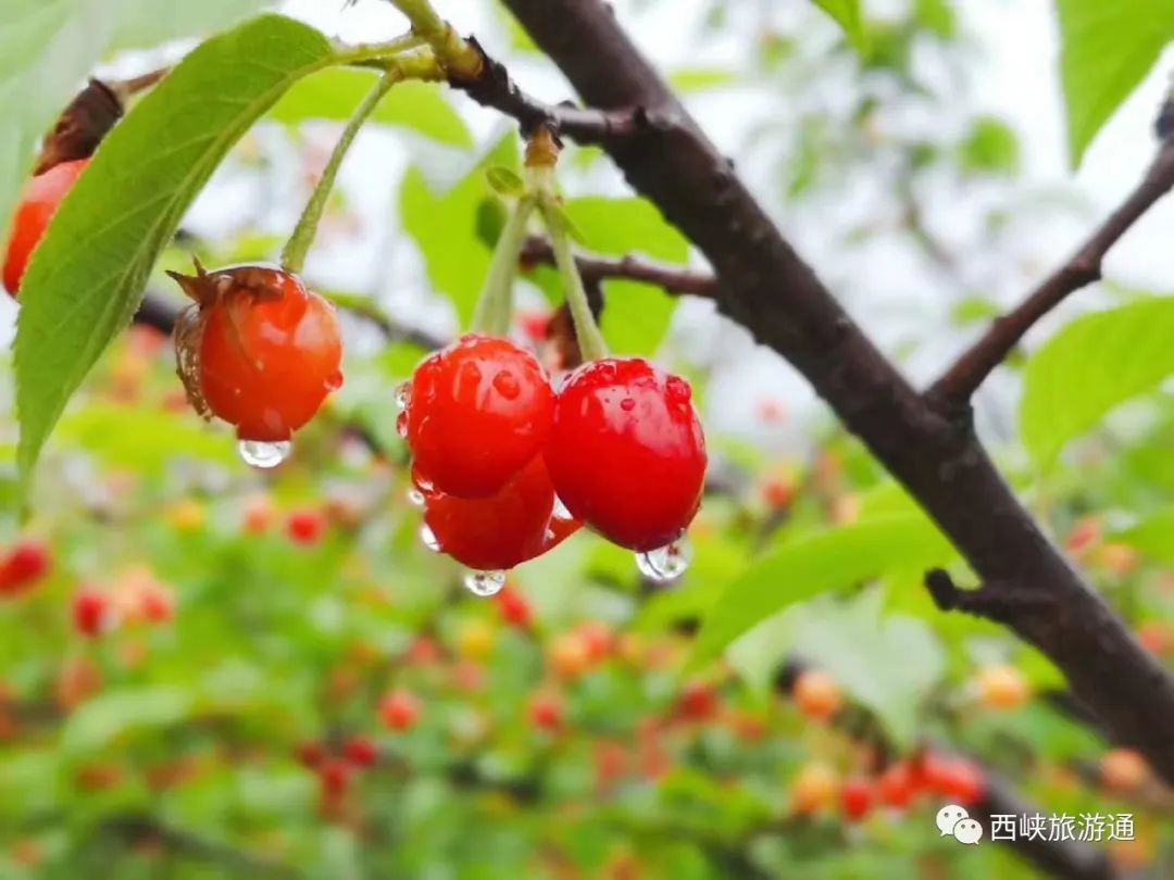 舌尖開始期待酸酸甜甜的味道~ 新遠方農場的壽尖櫻桃終於成熟了 趁