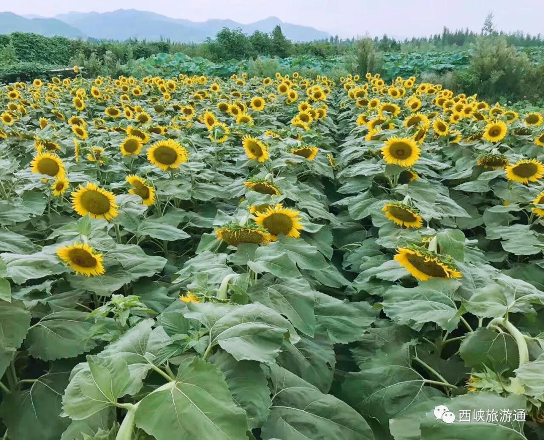 西峽白廟的荷花,向日葵開啦,還有葡萄採摘約起來吧!