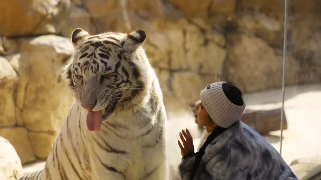 銀基動物王國